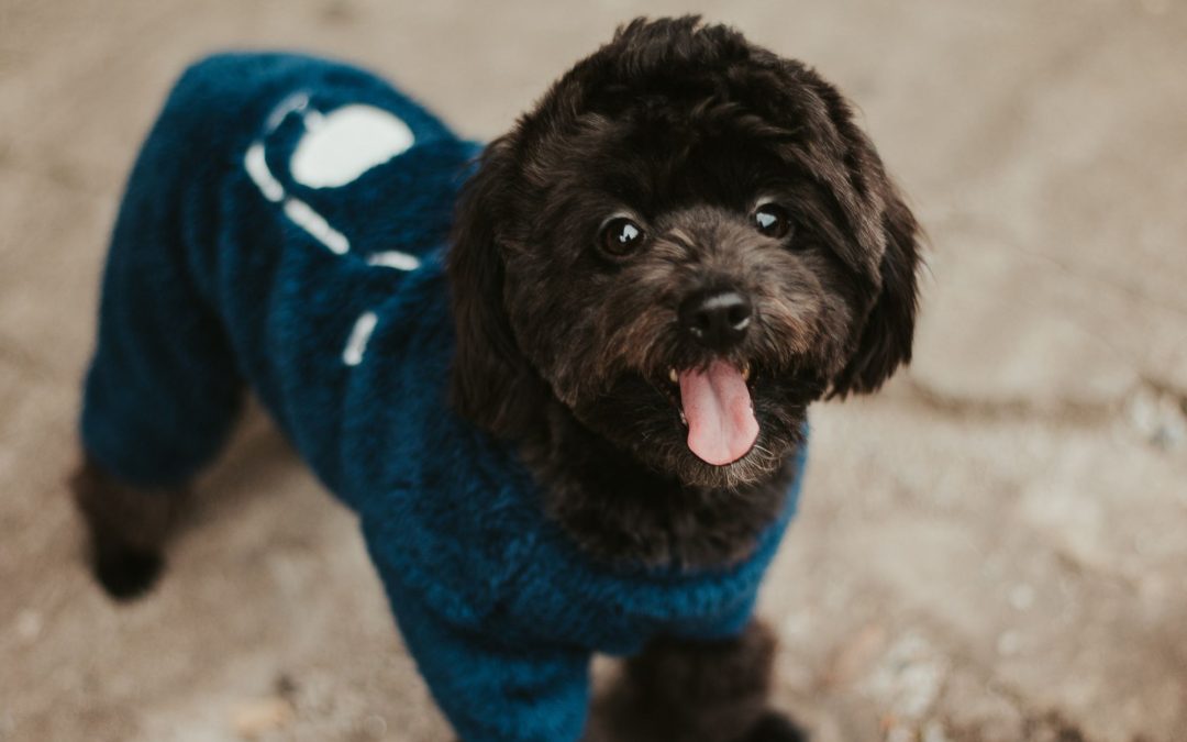 Tips on Purchasing Pet Clothes