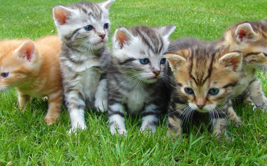 7 Different Cat Species You Must Know