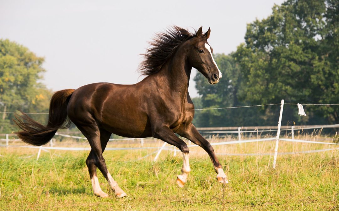 5 Diseases that Affect Horses