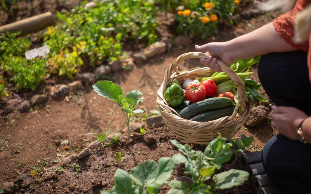 5 Tips for Ensuring a Successful Vegetable Garden